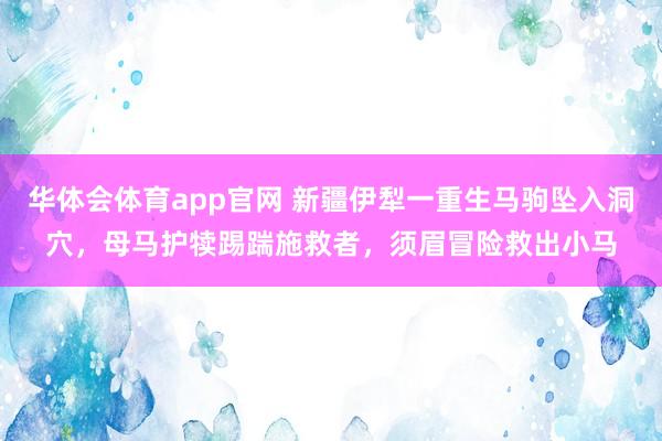 华体会体育app官网 新疆伊犁一重生马驹坠入洞穴，母马护犊踢踹施救者，须眉冒险救出小马